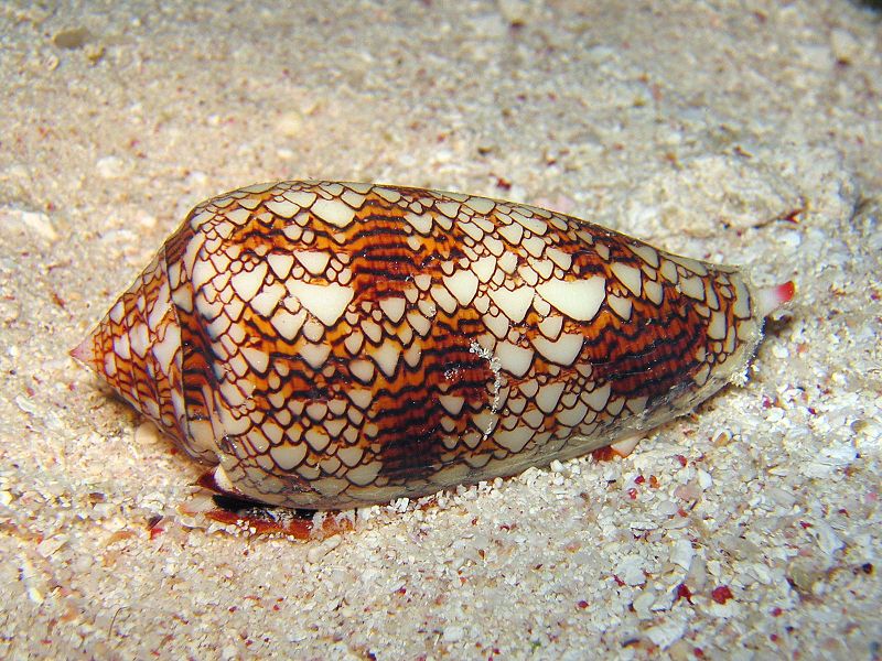 A Textile Cone Snail (Conus textile), Cod Hole, Great Barrier Reef, Australia, 7 August 2005. Photographer: Richard Ling richard@research.canon.com.au
